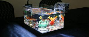Aquarium en plexiglass